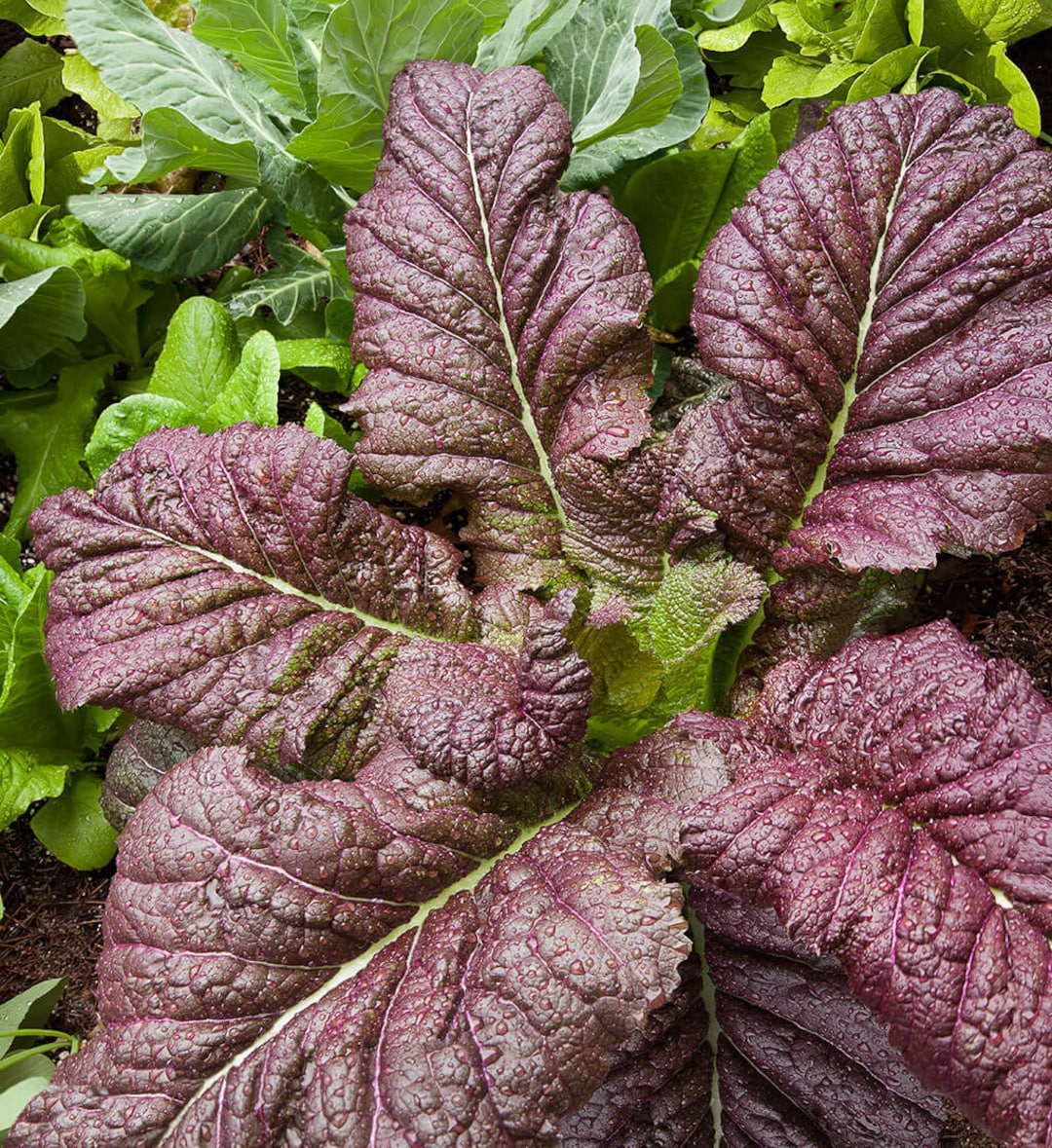 200japanese Osaka Purple Mustard Seeds 33 Etsy