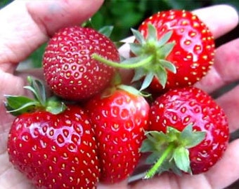 Organic 5 Denmark Old North Sea Strawberry bare root plants