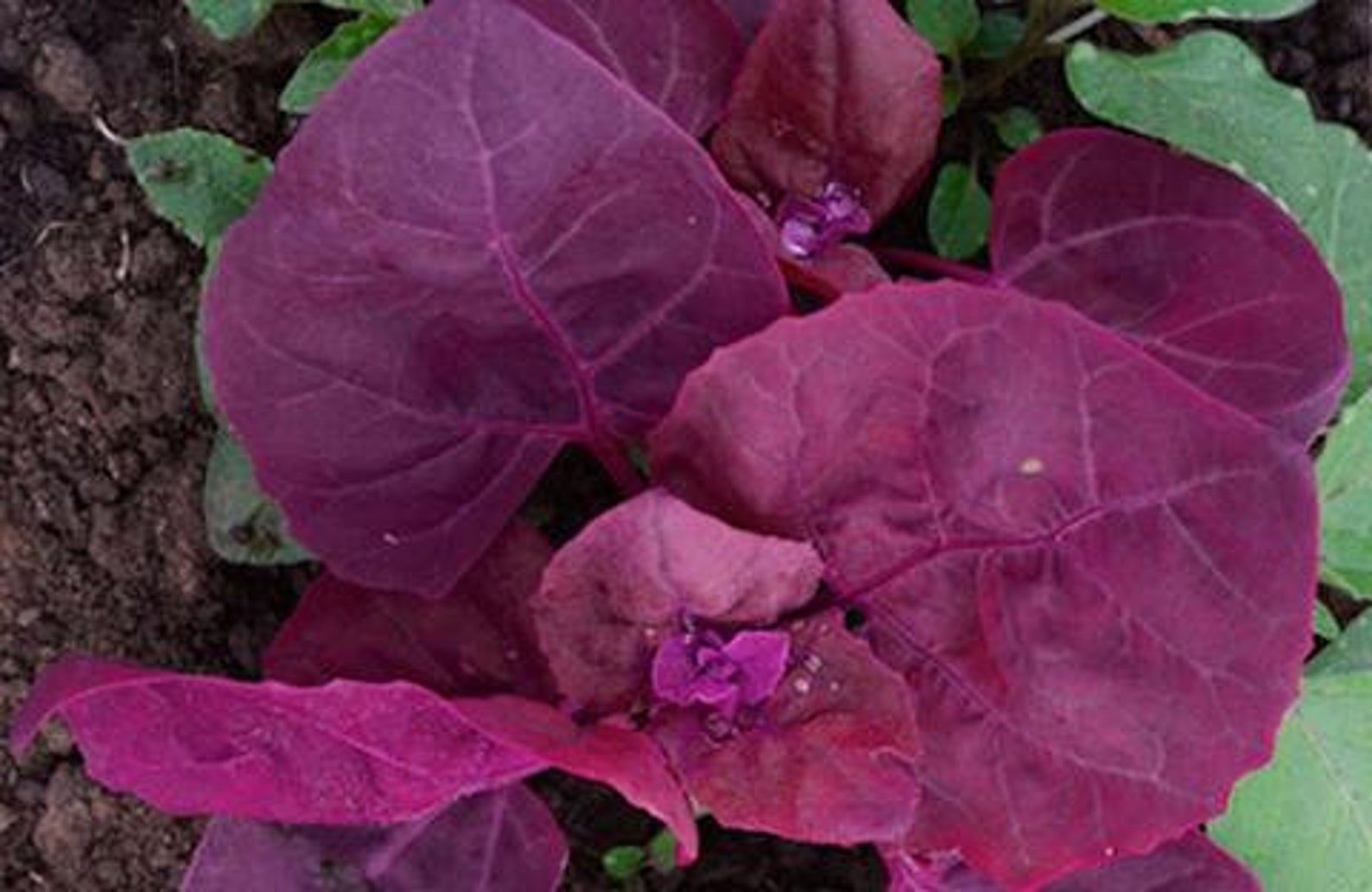 500French spinach purple Orach seeds 141 Etsy