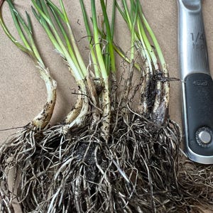 10+ Perennial Chives Bare root plant