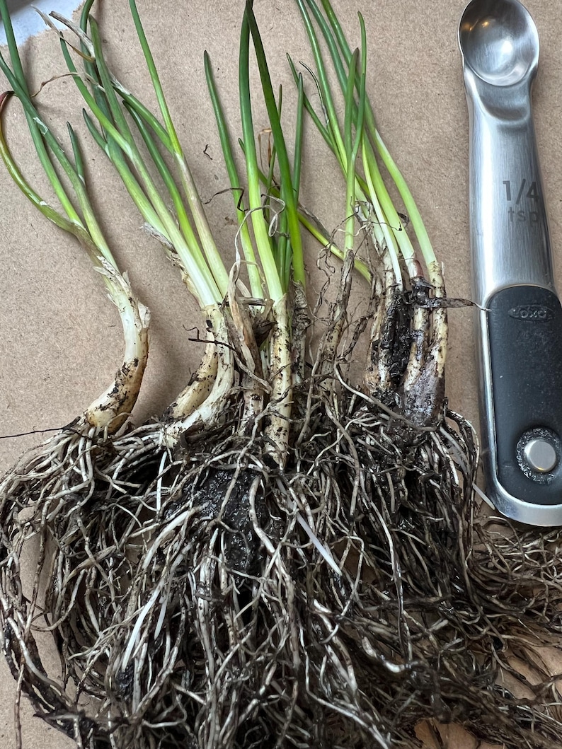 Chives Rooth's 10+ Perennial Chives Bare Root Plant - Etsy