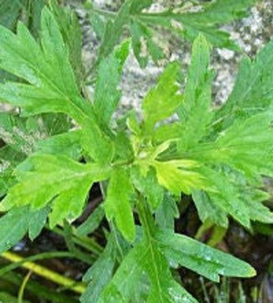 2000 Perennial Japanese Mugwort Yomogi seeds Zones 4-9 - Etsy 日本