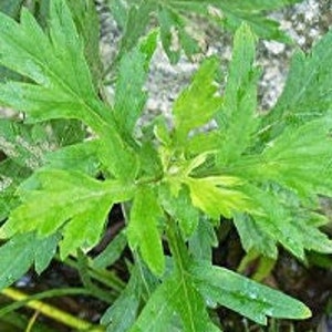 2000  Perennial Japanese Mugwort Yomogi seeds Zones 4-9