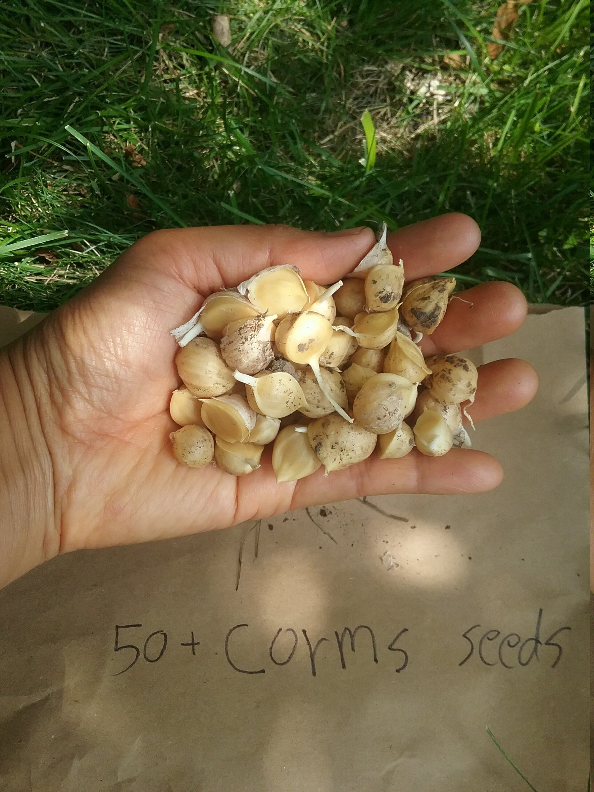 5 Cloves organic Elephant garlic Etsy