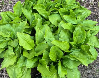 May include: A close-up of a patch of green hosta plants with large, wide leaves. The plants are growing in a garden setting.