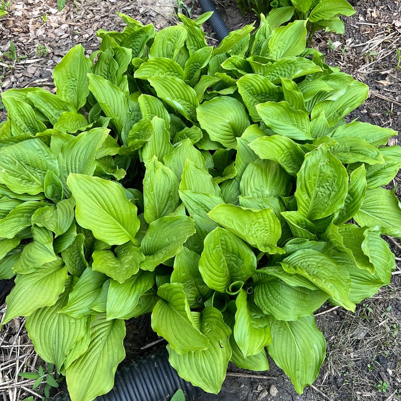 May Hosta Perennial 2 Honeybells Hosta Bare Root Plants Ship Cut Leaf - Etsy