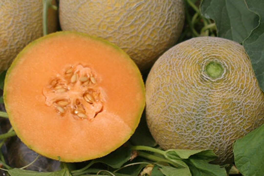 50 Honey Rock Melon Seeds Etsy