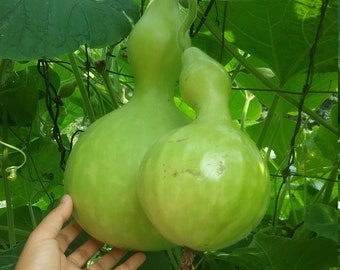 50 Thai bottle gourd  edible seeds