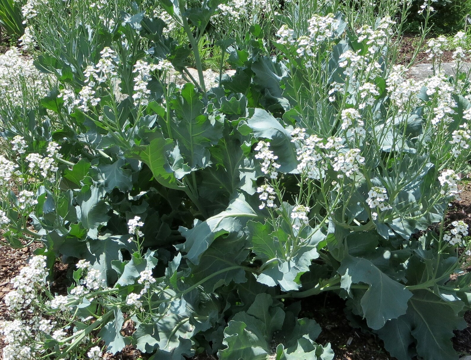 Perennial 5 Sea Kale seeds zones 39 Etsy