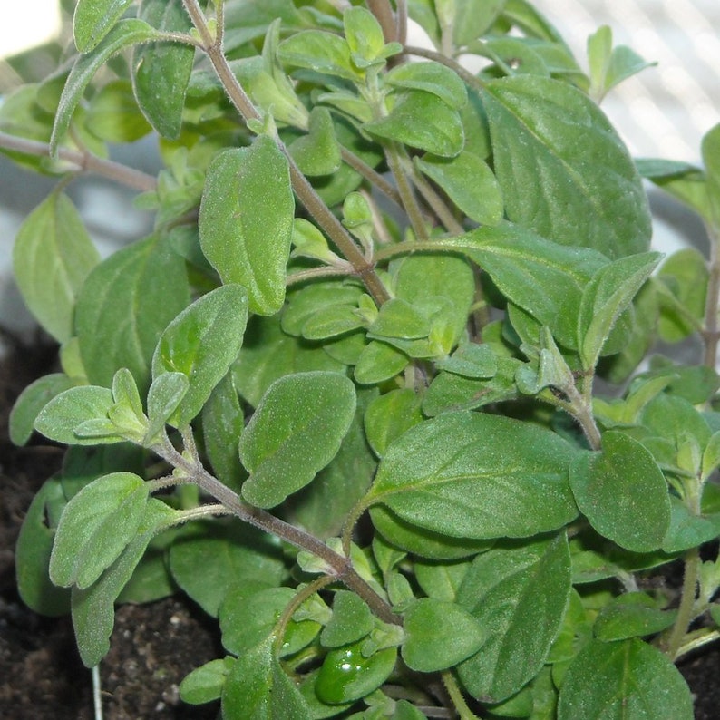 200sweet Marjoram Seeds 63 Etsy