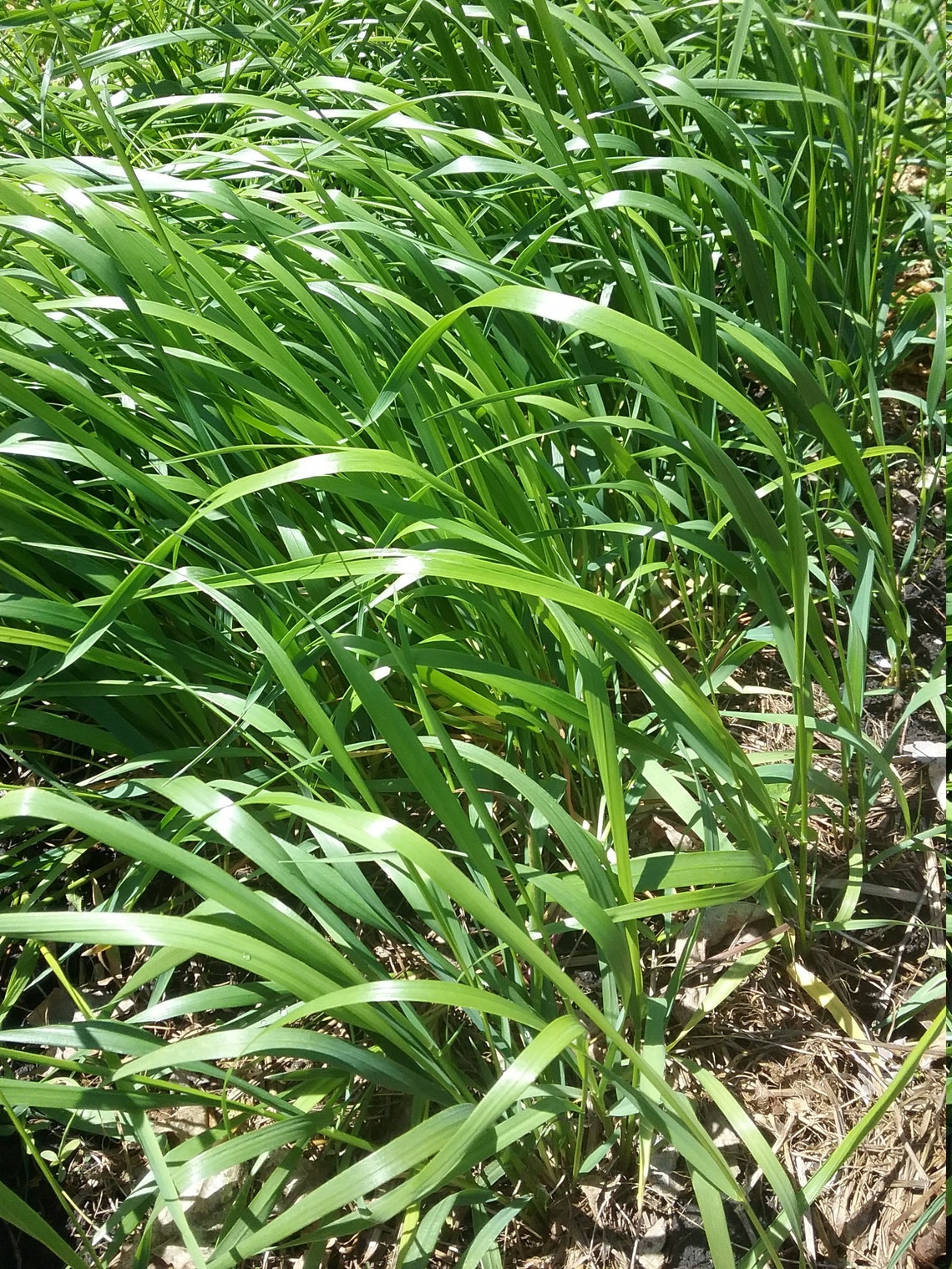 Sweet Grass Hierochloe odorata 5 Bare root plant Organic Etsy