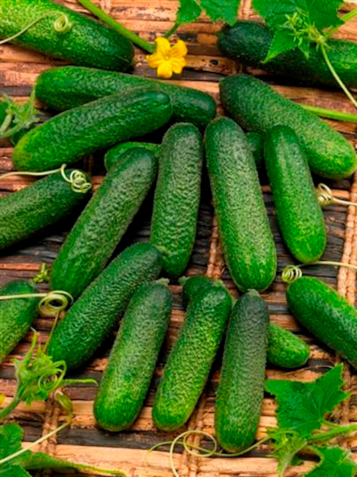 6 Cucumber Cool Breeze II F1 seeds Etsy