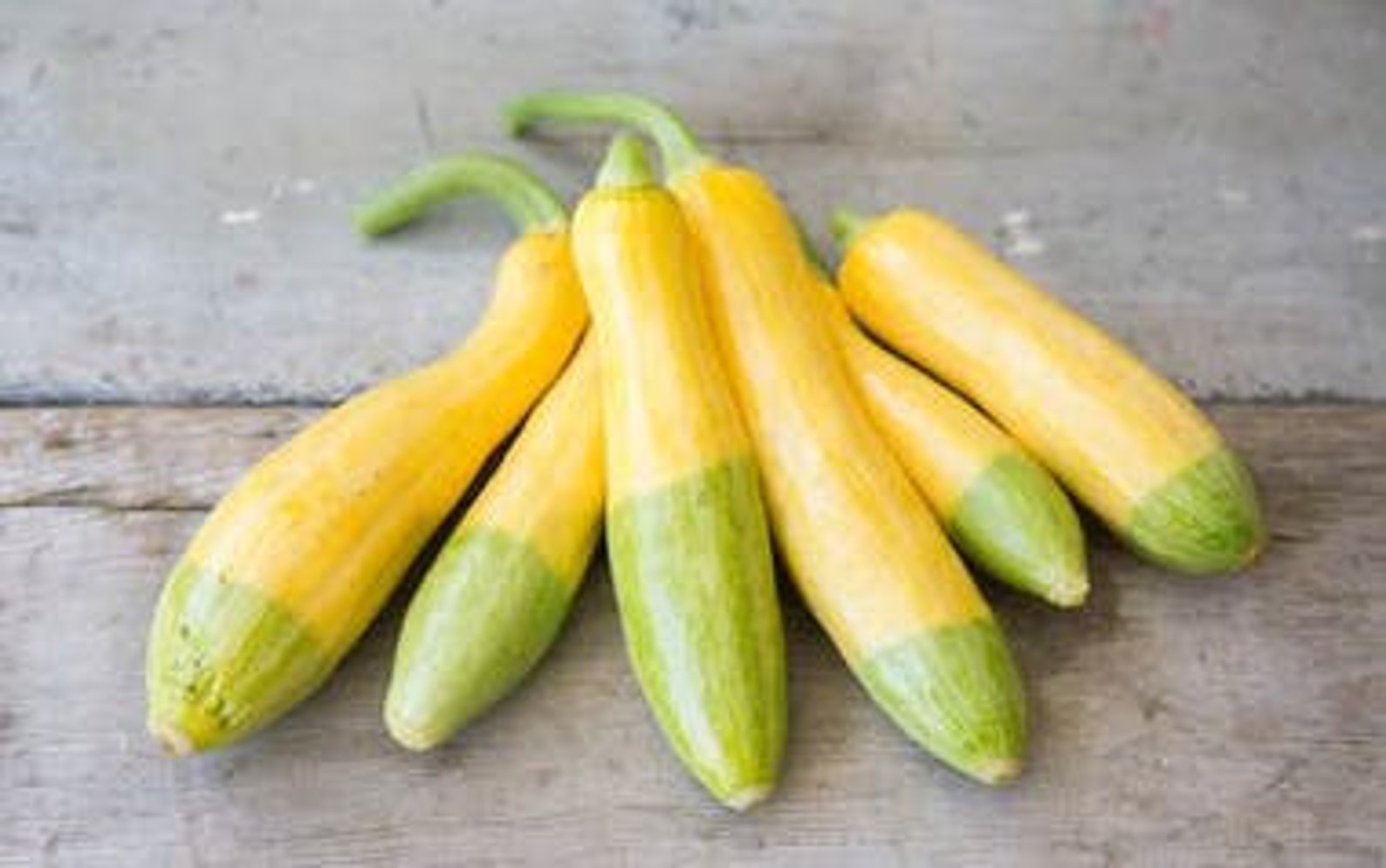 5 Zephyr summer Squash seeds Etsy