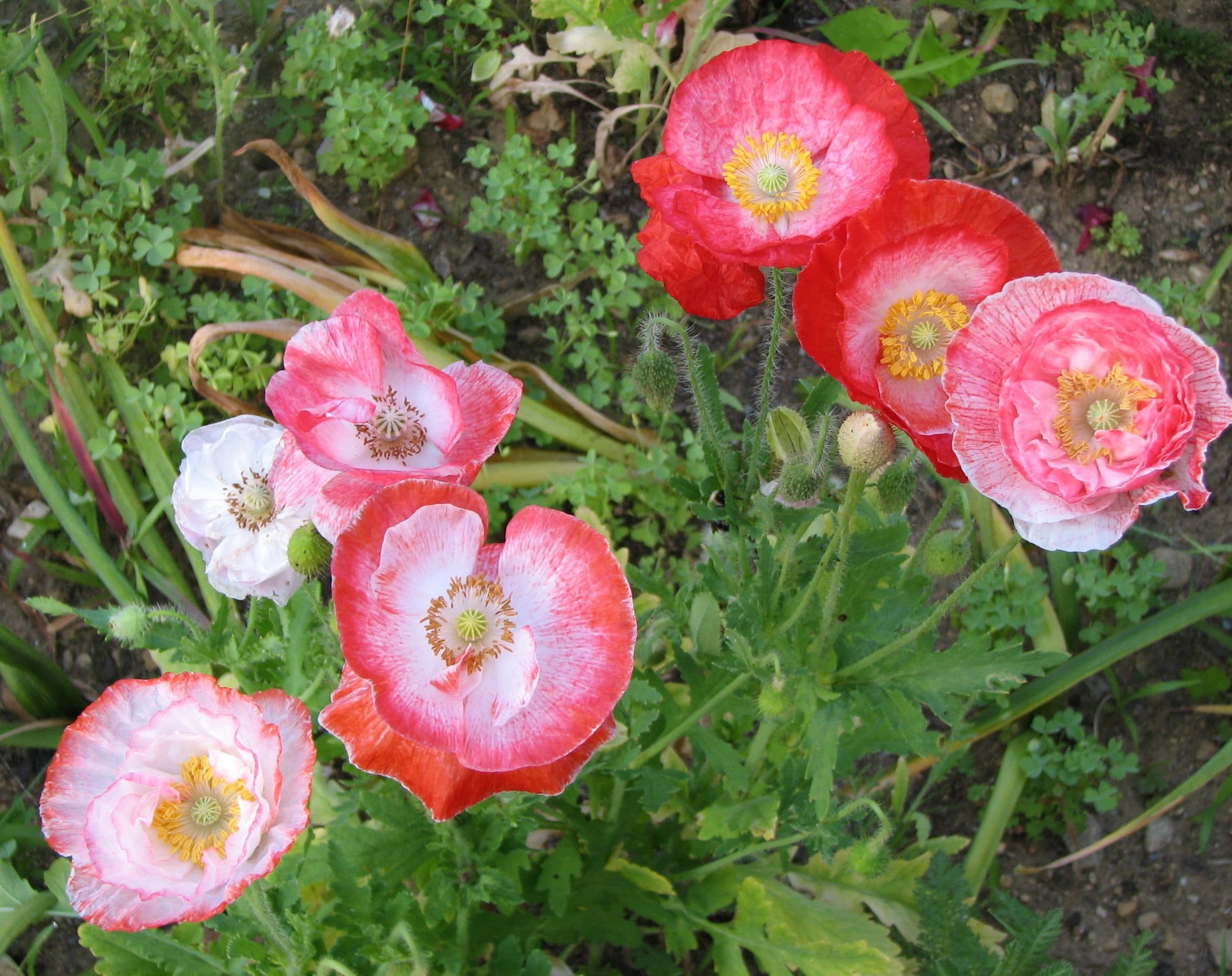 30Falling in love shirley poppy seeds Etsy