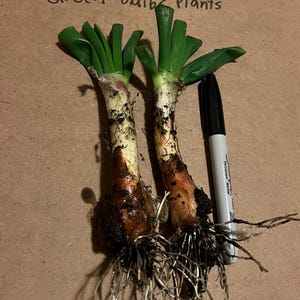 Perennial Egyptian Walking onion  zone 3-9