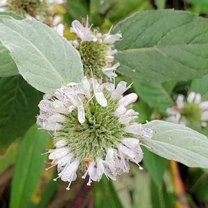 500 Perennial Hoary Mountain Mint seeds  zone 4-9