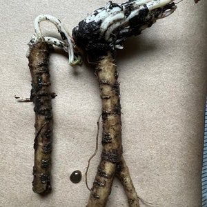 Perennial 2 Sea Kale roots crow  zones: 3-9
