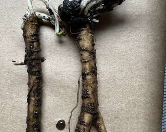 May include: Two light brown, cylindrical plant roots with dark soil residue and white, curved sprouts emerging from the top. The roots feature horizontal ridges along their length, and a small, dark, circular seed is positioned between them.