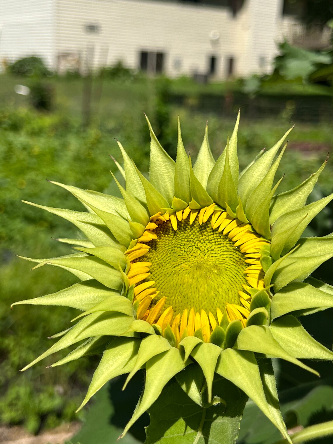 Sunfill™ Green Sunflower 10 Seeds 10 Etsy