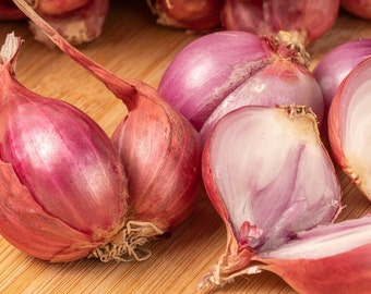 50+ Thai red  shallots onion seeds