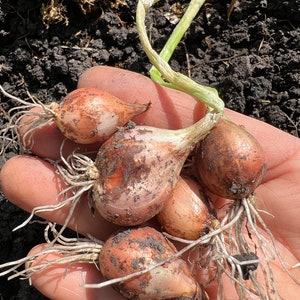 May include: Five small, harvested shallots with papery, copper-brown skin and visible white root systems. The bulbs are oval-shaped, showing traces of dark soil on their surfaces, with thin, pale green stems extending from the tops of the bulbs.