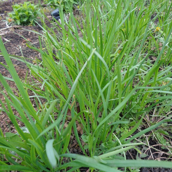 Perennial 10 Garlic Chives  bare root plants zone 3-9