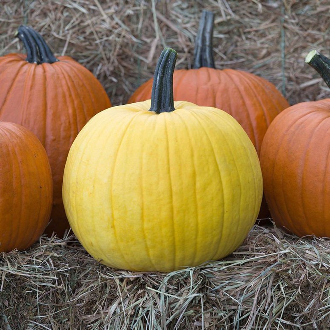 10pumpkin Mellow Yellow Seeds Etsy