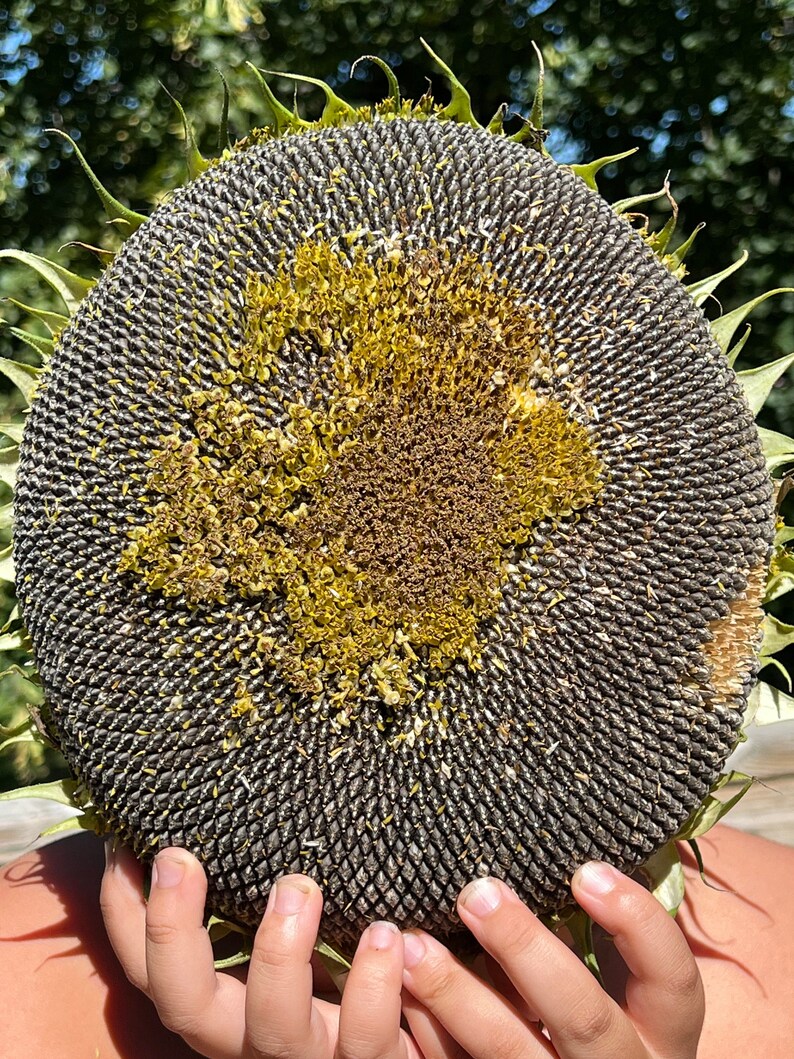 Kong Hybrid Sunflower 10 Seeds 14 Etsy