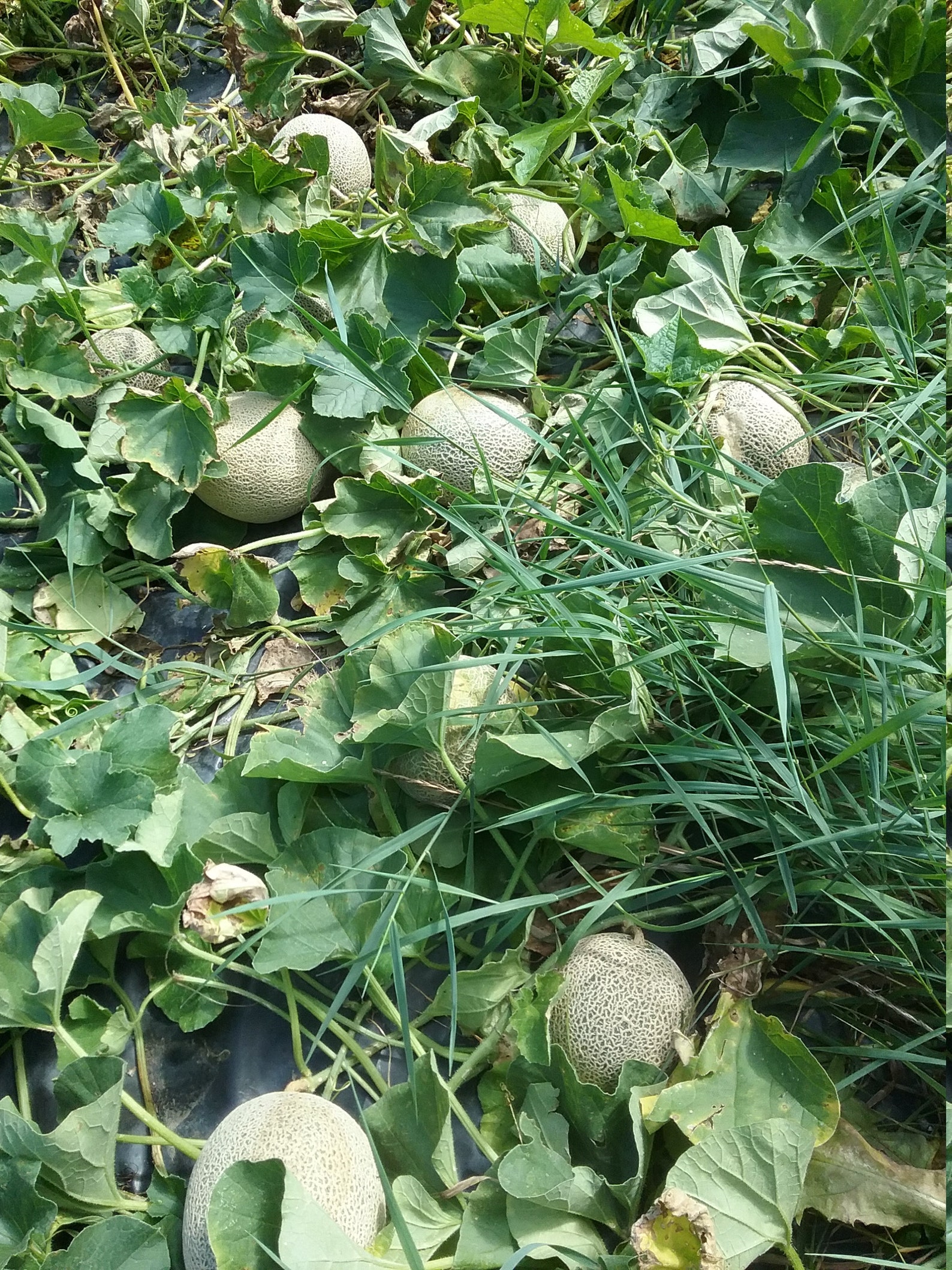 5 Sugar Kiss Melon Seeds Organic Home Grow Etsy