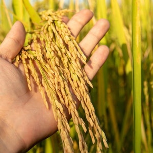 100+Rice long grain seeds #52