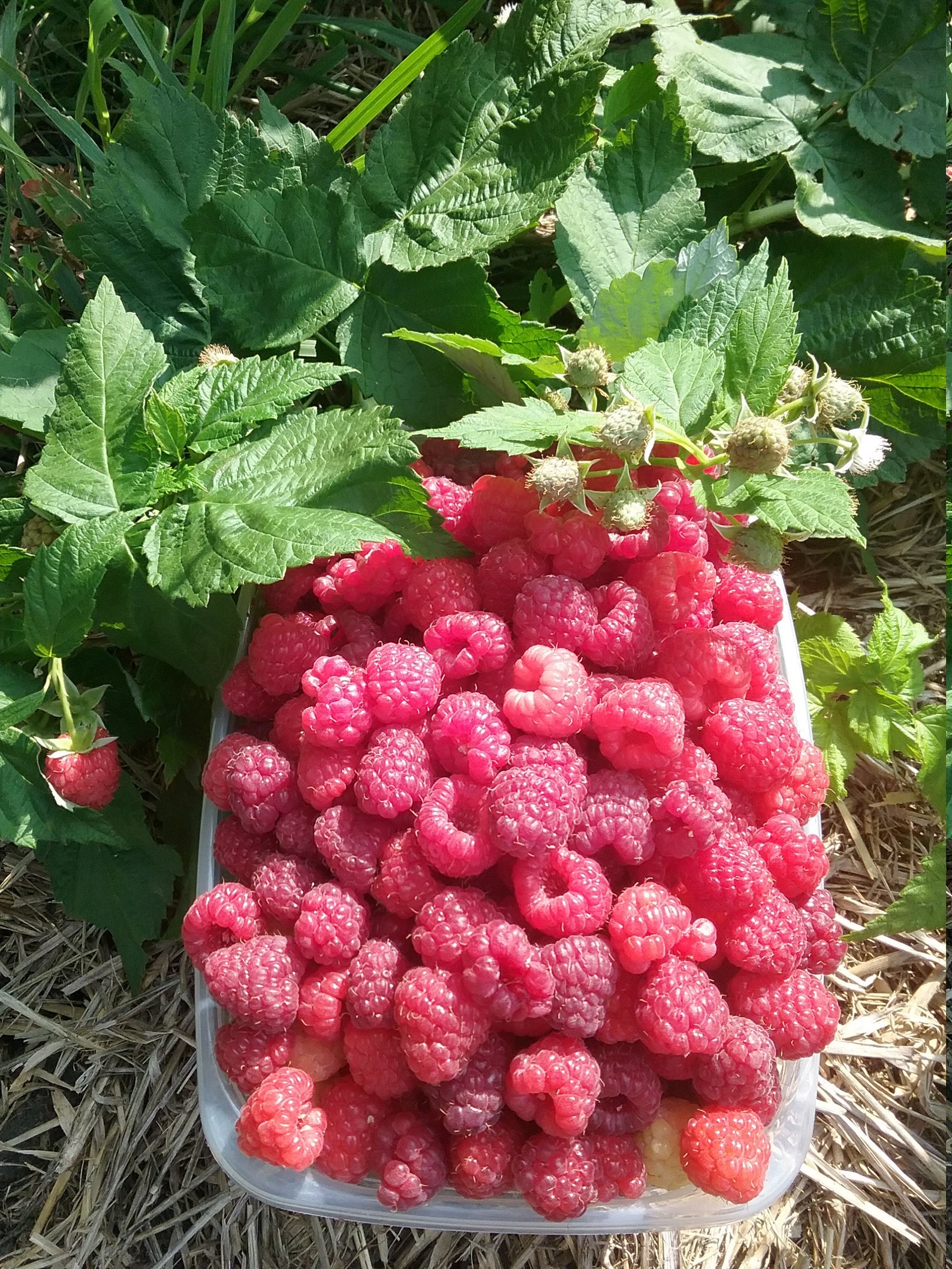 Joan J thornless primocane raspberry bare root plants Etsy