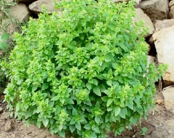 200+Basil Dwart Greek seeds #161