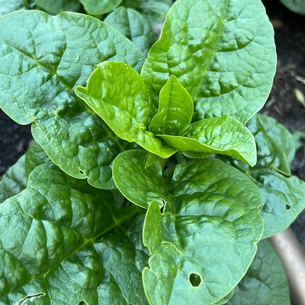 50 Big Malabar Spinach Round Leaf seeds