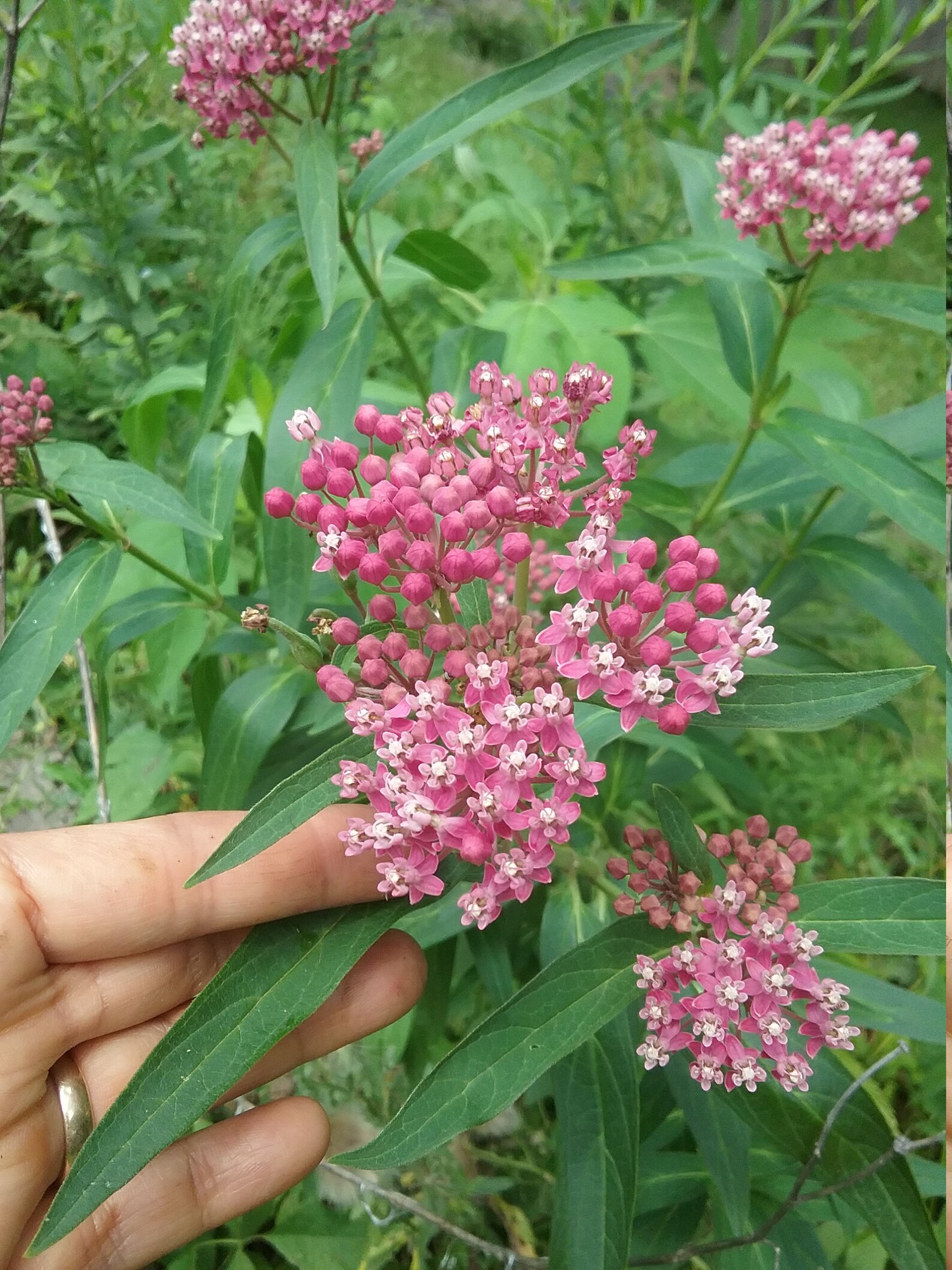 50Swamp /Rose /Red Milkweed seeds Etsy