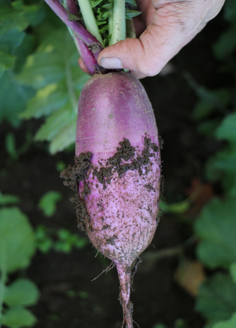 50korean Radish Bora King Hybrid Seeds | Etsy