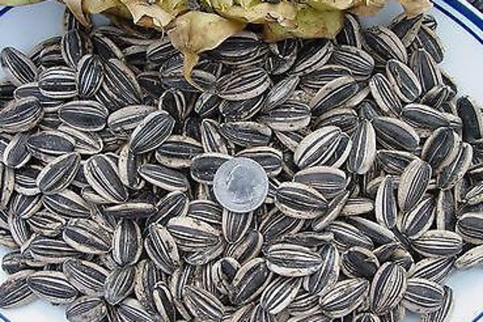 Israeli Sunflower seeds Giant seeds largest seeds on the Etsy