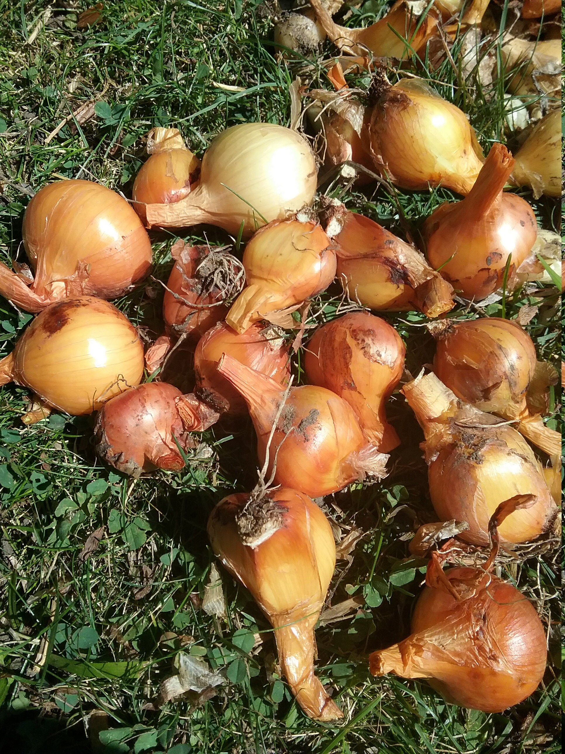 NERO SHALLOT Sets - Non-Gmo Bulbs, Garden Seed Shallots - Traditional Round  Shape, Fresh Multiplier Onions