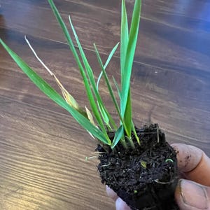 May include: A small plant with long, green leaves is held in a hand. The plant is in a dark soil block. The leaves are a vibrant green, with some showing slight yellowing. The background is a wooden floor.