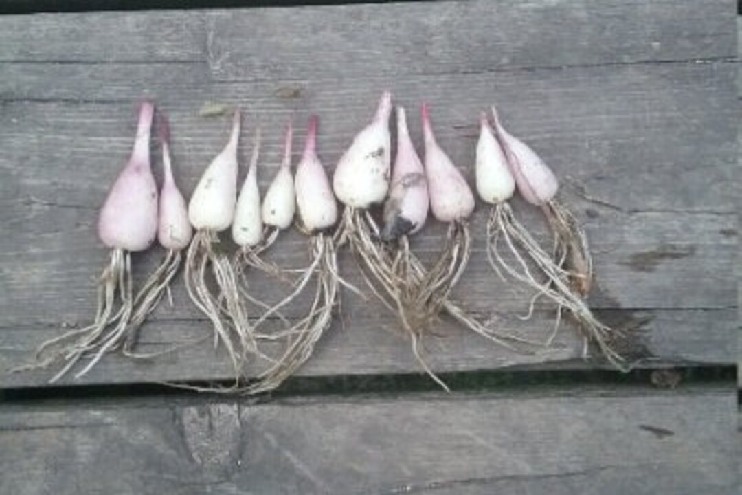 Perennial Wild Leek zone 39 Seeds Do Need Cold Stratification to