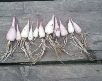 Perennial Wild leek (Zone 3-9) Seeds do need cold stratification to germinate.