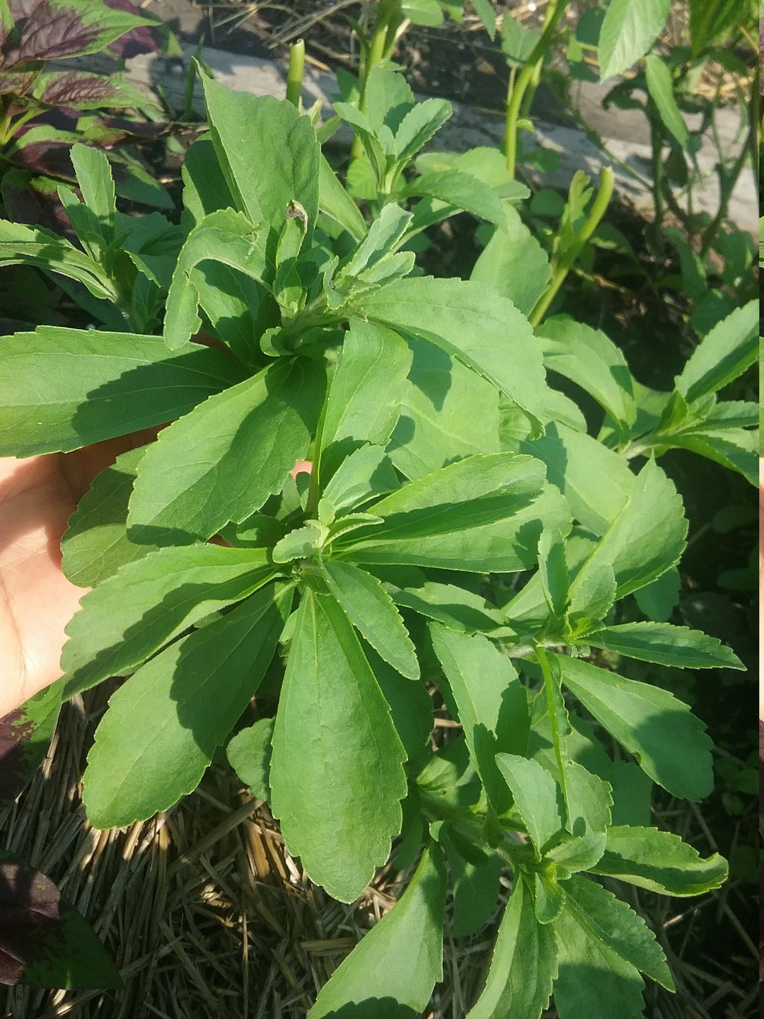 50 Stevia Sweet Leaf Herb Seeds 80 Etsy