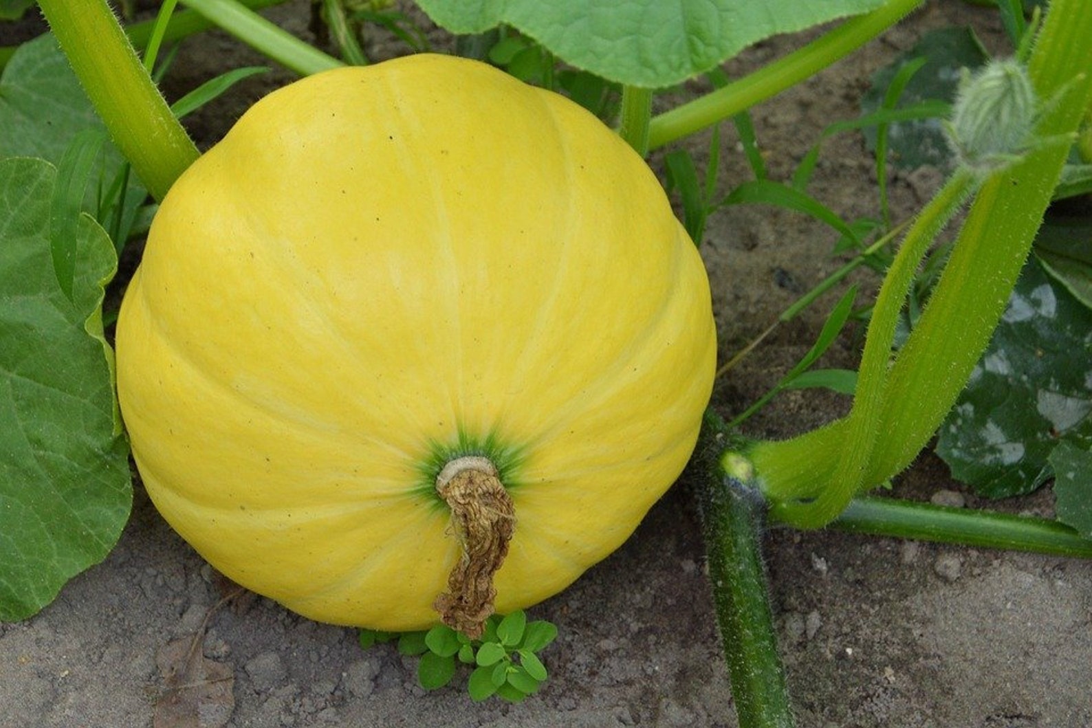 10Pumpkin Mellow Yellow seeds Etsy