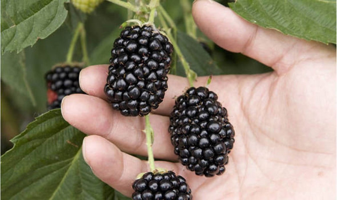 Organic 2 Kiowa blackberry bare root plants Etsy