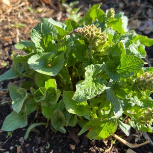 May include: A close-up of a small, leafy green plant with multiple leaves and small, budding flowers. The plant is in the ground, surrounded by dark soil and other small plants. The leaves are a vibrant green color, and the flowers are a light green.