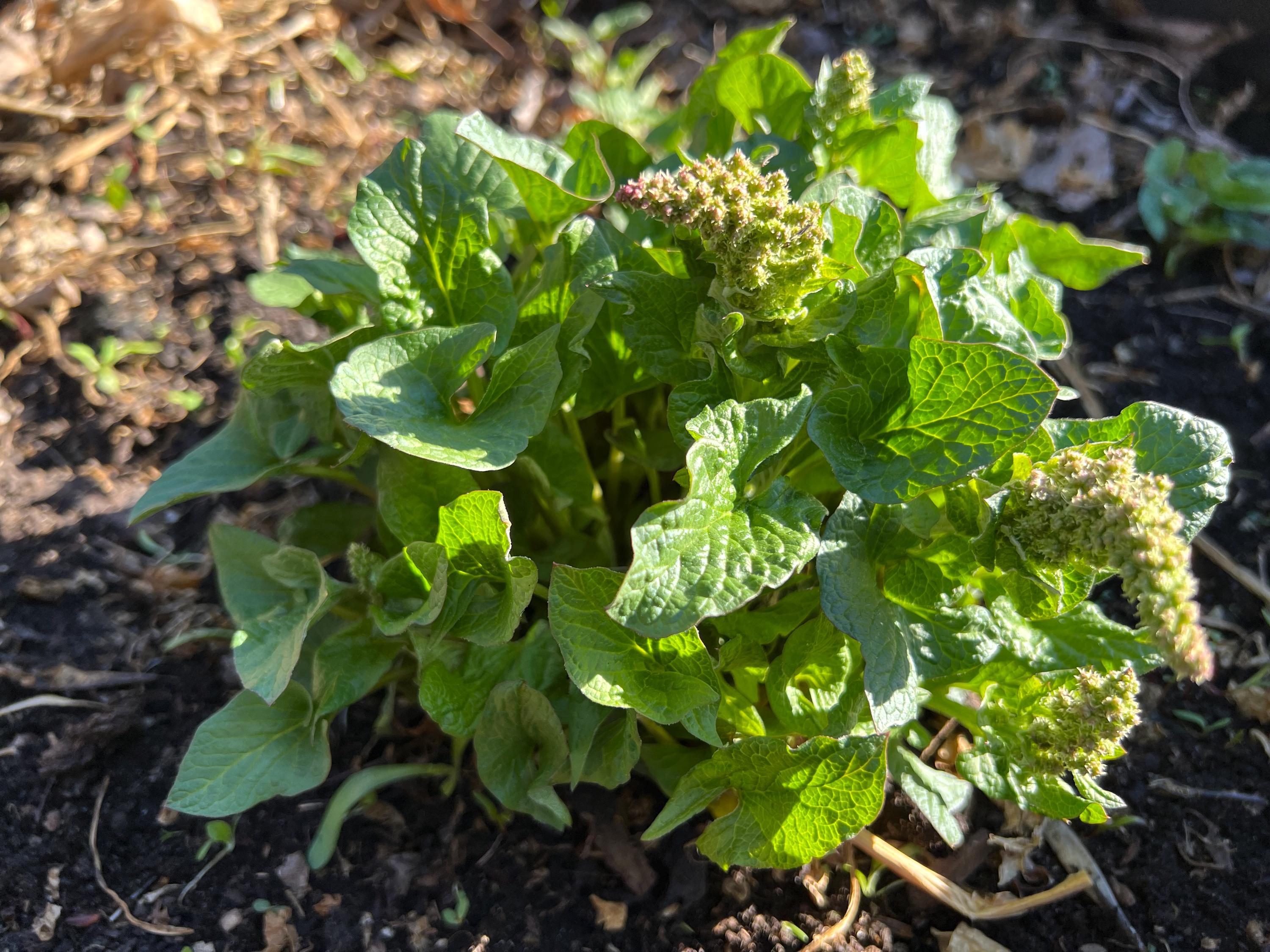 Perennial 50 Spinach Good King Henry Seeds Zone 3-9 (all Perennial Seeds  Winter Sowing Be Best Germination) - Etsy