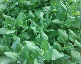 50+ Spinach new zealand seeds