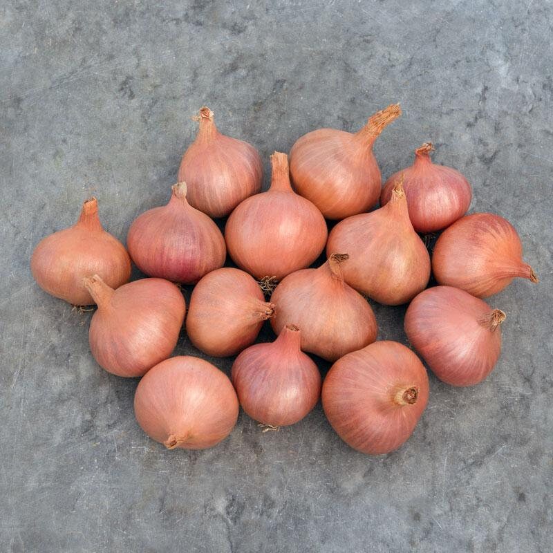 20 Matador F1 shallot seeds Etsy
