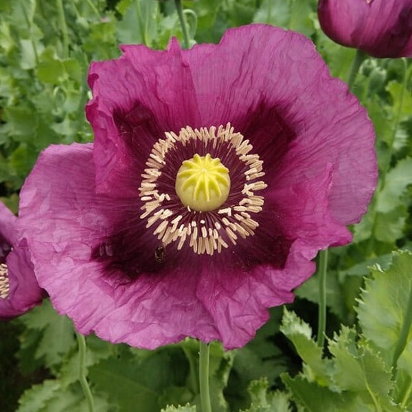 200 Hungarian Breadseed Poppy Seeds #06