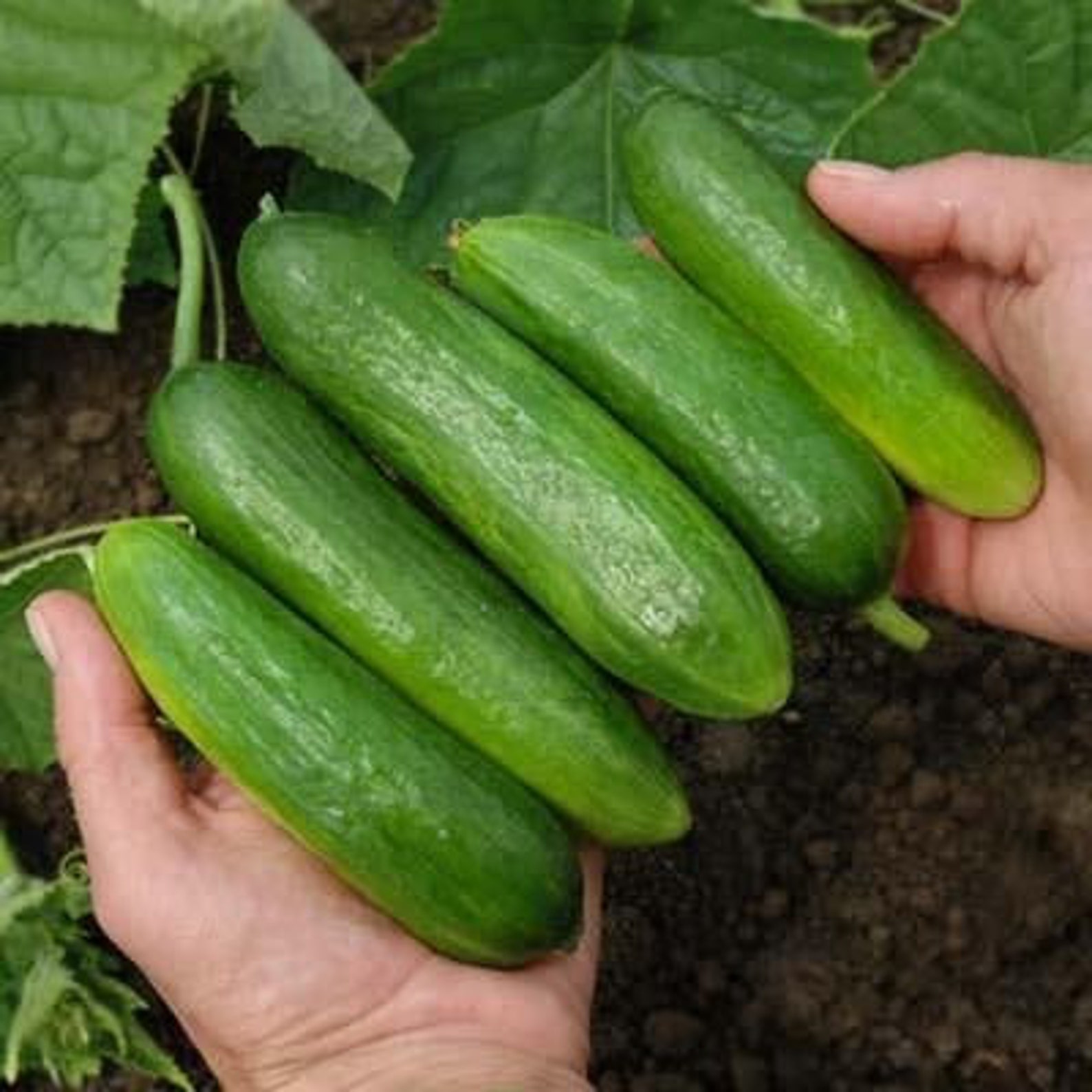 10 Muncher CUCUMBERS seeds Etsy