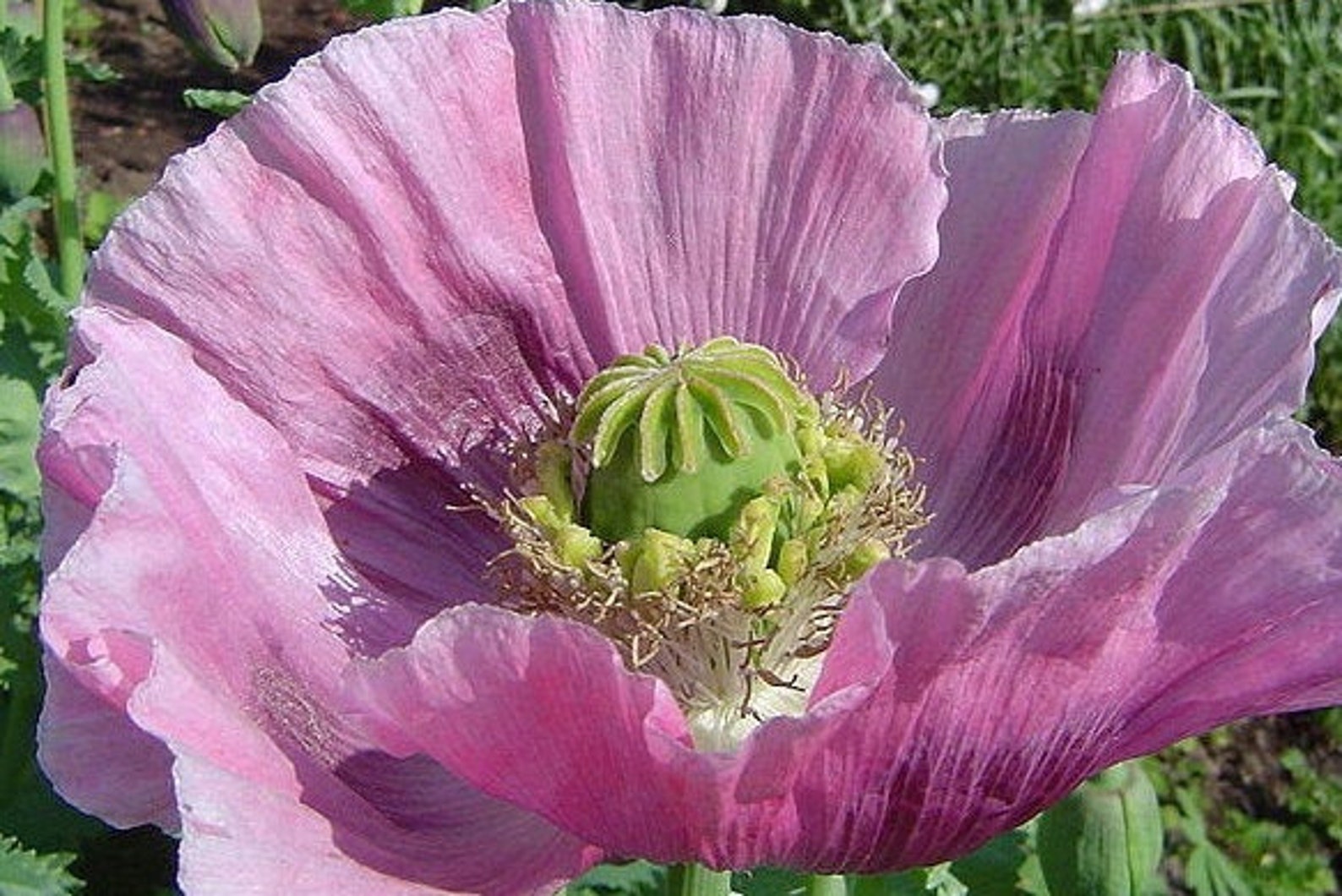 30Poppy Giant rattle flower seeds Etsy